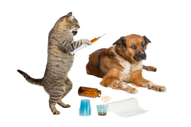 برنامه صحیح واکسیناسیون در سگ و گربه