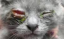 عفونت دستگاه تنفسی فوقانی در گربه ها