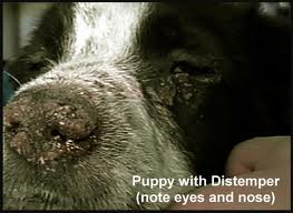 بیماری دیستمپر سگ